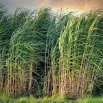 sugarcane tress
